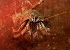 Hermit crab in red